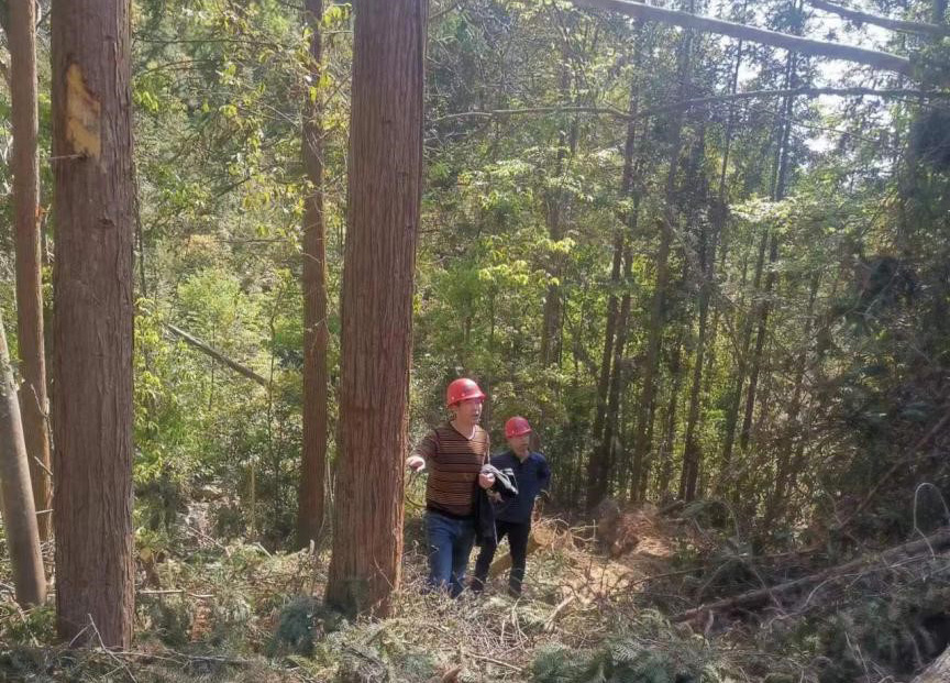 “兩節”前夕，“綠盾”行動——福建金森嚴格把關林木采伐施工